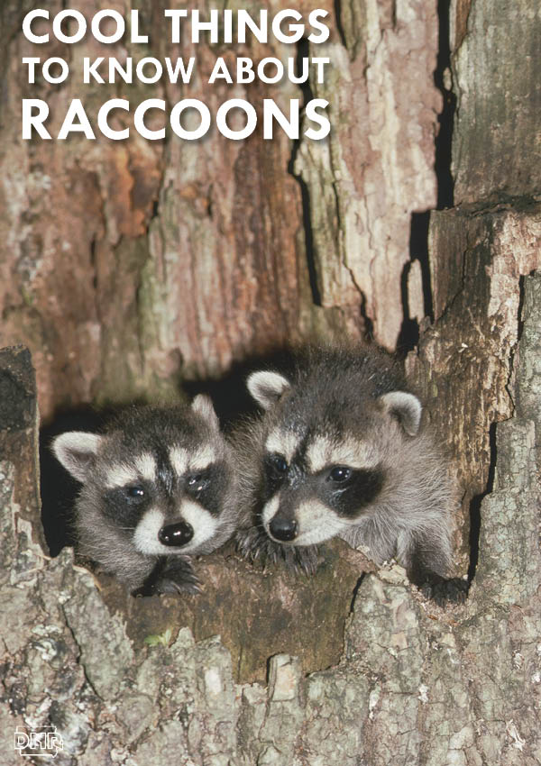 Do you know why raccoons appear to wash their food before eating? Answers to that and more cool things you should know about raccoons | Iowa DNR